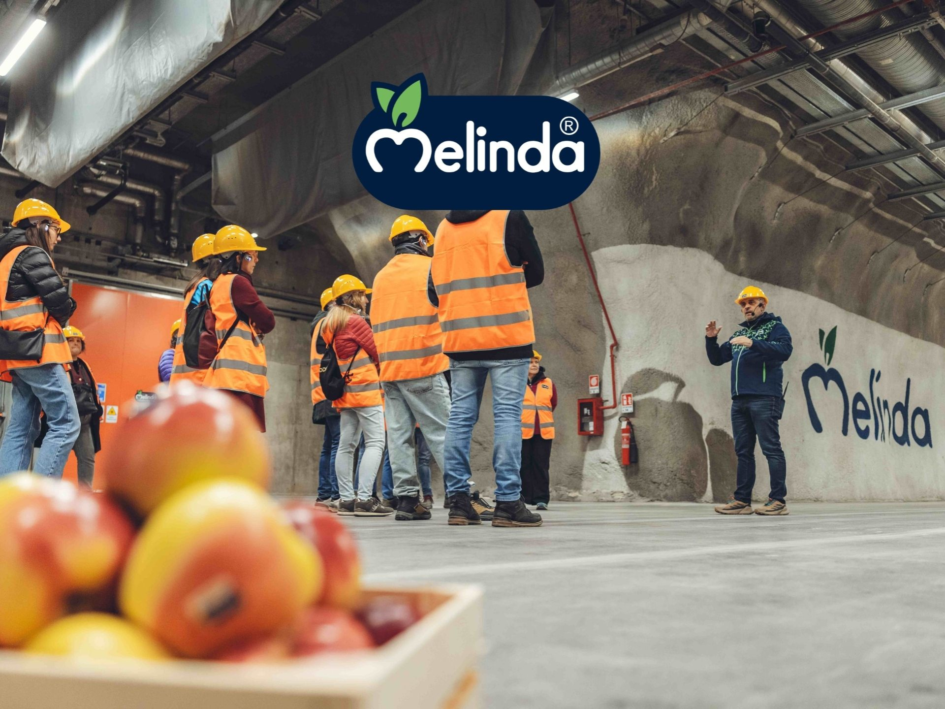THE ENTIRE MELINDA APPLE JOURNEY: guided tour of the processing rooms and underground cellars
